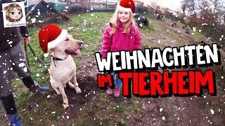 WEIHNACHTEN IM TIERHEIM 🐱 Spenden für die Tiere 🐶 Hannahs neuer Freund Ulf [upl. by Hake677]