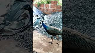 Peacock malayalam [upl. by Ised]