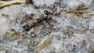 Pheidole pallidula vs Messor barbarus [upl. by Niamreg]