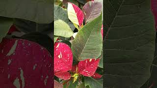 Poinsettia bicolor shorts poinsettias flowers plantasyflores [upl. by Raymond]