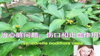 每天看到”金腰箭”，想不到在传统的加纳医学中拿它治疗癫痫！synedrella nodiflora uses（Horseherb）。Kegunaan Jotang Kuda [upl. by Soilissav459]