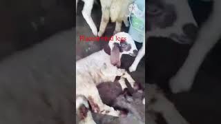 Struggling Lamb  Treatment Advice  vet [upl. by Leehar]