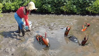 Brave Woman Catch Huge Mud Crabs at The Sea Swamp after Water Low Tide [upl. by Eecyac]