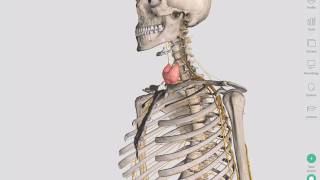 The Thyroid Gland  Complete Anatomy [upl. by Seif400]