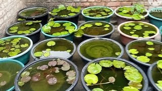 Some Updates Of My Water Lily Terrace Garden 😊😀 waterlilyplant waterlily lotus [upl. by Karlotta]