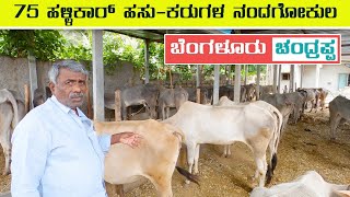 Hallikar Cows and Calves of Bangalore Chandrappa [upl. by Giarc]