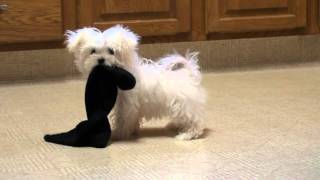 Maltese Puppy Attacking Dangerous Sock httpwwwsonshineacrescom 4029945505 [upl. by Vincenty]