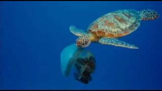 Turtle Eating Jelly Fish [upl. by Giacomo]