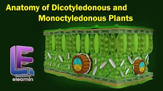 Anatomy of Dicotyledonous and Monoctyledonous  Anatomy of Flowering Plants  Class 11 Biology [upl. by Juta334]