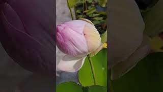 Teratai East Indian lotus garden [upl. by Timus]