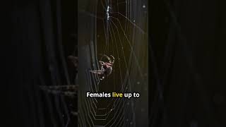 Discover fascinating facts about the black widow spider [upl. by Hittel]