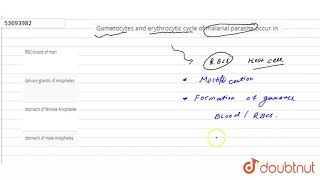 Gametocytes and erythrocytic cycle of malarial parasite occur in [upl. by Swee]