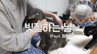 22똥괭이네 빗질을 해줬어요 역시 고양이의 털뿜이란 Cat Combing [upl. by Deonne]