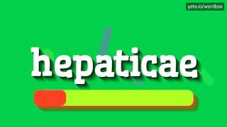 HEPATICAE  HOW TO PRONOUNCE IT [upl. by Nillad150]