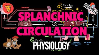 SPLANCHNIC CIRCULATION Portosystemic shunts Gastrointestinal blood flow physiology [upl. by Merrielle475]