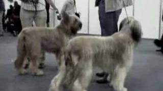 Briard Dog Movie [upl. by Risteau]