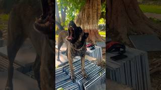 Police dog training youtubeshorts malinois dogobedience viralvideo germanshepherd [upl. by Adnilemre]