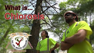 What is Chlorosis [upl. by Nairrad]