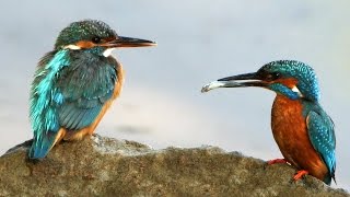 Der Eisvogel – Beobachtungen im Sommer 2015 [upl. by Philan]