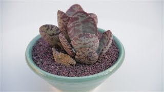 Kalanchoe humilis “Desert Surprise” [upl. by Ferree893]