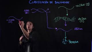 clasificación de baltimore [upl. by Swart]