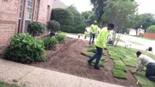 New Zoysia Lawn Installation in Flower Mound [upl. by Enneirda]