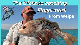 THE TRICKS TO CATCHING FINGERMARK OFF WEIPA [upl. by Roxine]