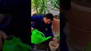 Yucca🌴cuttingeasilygrowingplanterpot🌵shortvideoybb💫pindiboygardner♥️support🥰♥️ch [upl. by Etteniuq]