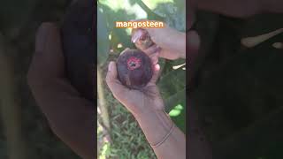 mangosteen fruit backyardgarden gardening taylanfamilylife asmrvideo [upl. by Aicittel]