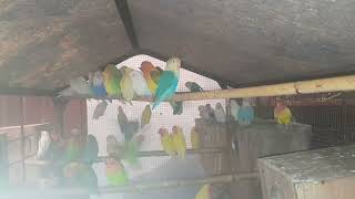 kaloni birds radi to bareed pair good birds birdeggs lovebirdsegglove birdslover parrot viral [upl. by Moretta]