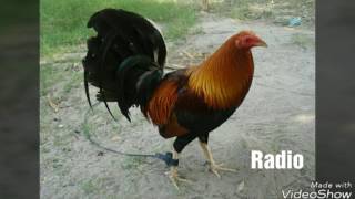 Top Strongest Gamefowl Breeds Part 3 [upl. by Cosenza]