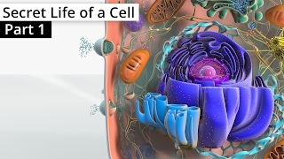 The Secret Life of a Cell Part 1  Organelles [upl. by Eisiam]