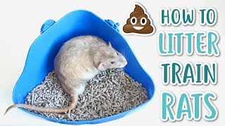 HOW TO LITTER TRAIN RATS [upl. by Elita]