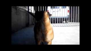 PENELOPE THE MOTHER OF PUPPIES PEDRAFORCA BULLMASTIFF [upl. by Marybelle]