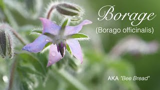 Borage  borago officinalis [upl. by Truelove]