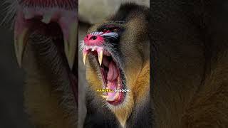 ⚠️ Most Dangerous Monkeys in the World 🙈🙉🙊 Gelada Monkey  Mandrills  Baboons shorts [upl. by Yttisahc448]