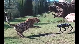 Cheetah vs Robodog  Zoo Robot Research testing world 1st  Sydney Behind the scenes [upl. by Rebecka]