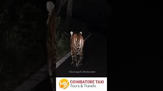 OotyCoonoorMudhumalai Tiger ReserveBanthipur Nilgiris Coimbatore Taxi Mk Tours amp Travels [upl. by Ydarg]