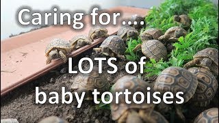 Hatchling update Caring for lots of baby tortoises  happytortoises [upl. by Drugge]