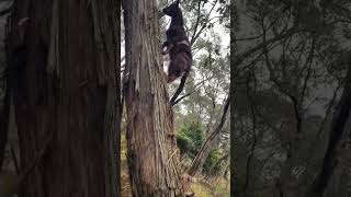 Goats climbing trees babygoats goatwalk cute [upl. by Malvina]