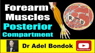 How do you Remember Every Muscle in the Forearm Posterior Compartment Dr Adel Bondok [upl. by Catina646]