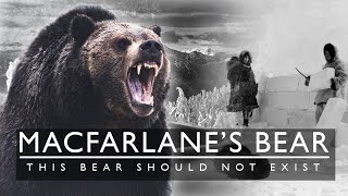 This Bear Should Not Exist The MacFarlane Bear 1864 [upl. by Otanod]