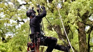 25m Camphor Tree by 空師 Kageyama Gopro ARBORIST COMPACT BULLDOG BONE BORA Captain Throwing Hook [upl. by Willabella]