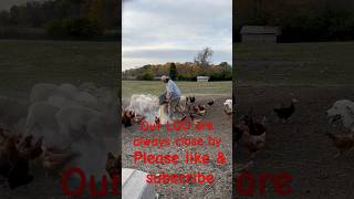 Feeding time with our GreatPyrenees on duty dog cute gooddog amazingdogs dogsrule sheep [upl. by Mccreery813]