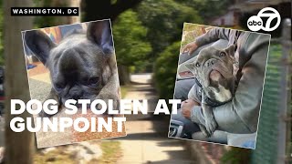 I just want my dog back French Bulldog stolen in DC robbery police search for suspects [upl. by Etnoid553]