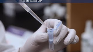 How to Purify Molecular Grade Plasmid DNA [upl. by Robinson]