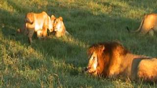 Les fauves et la savane Life in the Savana Africa Lions fight [upl. by Donegan]