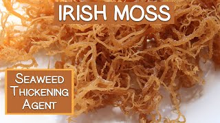 Irish Moss Seaweed A Nutritious Thickening Agent [upl. by Applegate]