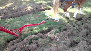 Single Belgian Draft Horse Breaking Ground With Plow [upl. by Mable734]