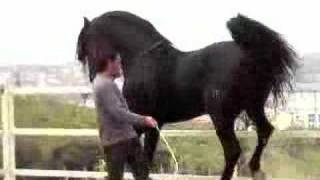 PURE BLACK ANDALUCIAN STALLION  PIAFFE [upl. by Kcirdnekel]